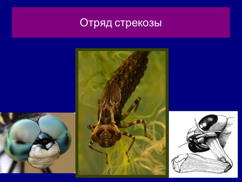 Отряд стрекозы